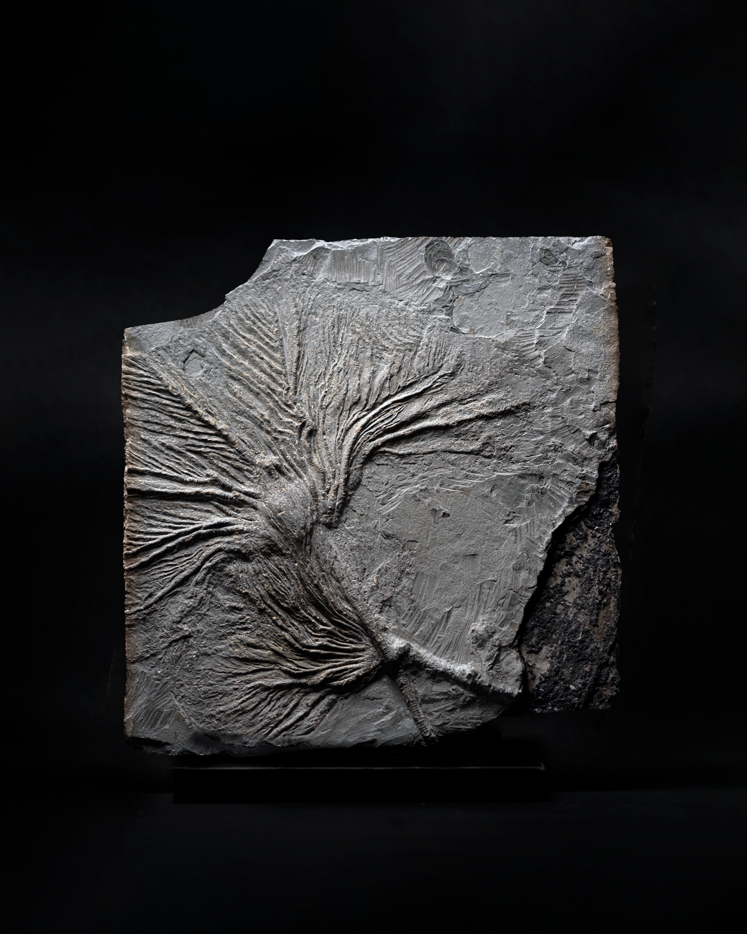 STUDIO EGOR KRAFT